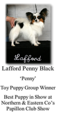 Lafford Penny Black
‘Penny’
Toy Puppy Group Winner
Best Puppy in Show at
Northern & Eastern Co’s
Papillon Club Show
